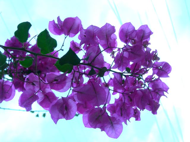 12 CU purple flowers.jpg